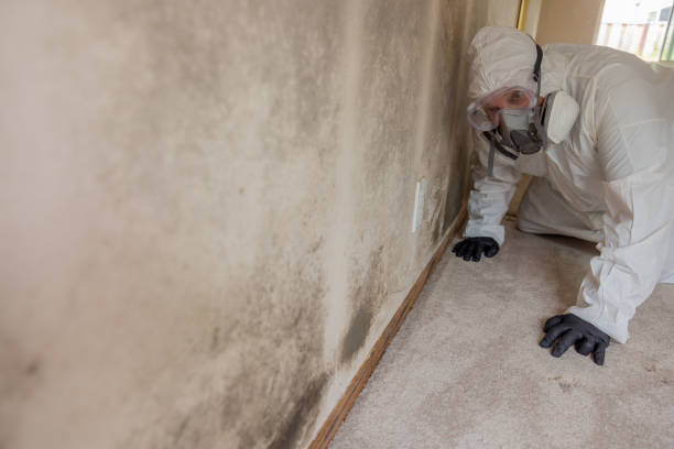 Best Black Mold Removal  in Ravena, NY